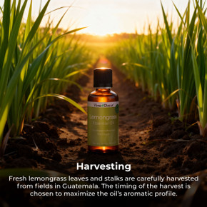 Lemongrass Essential Oil Food Grade