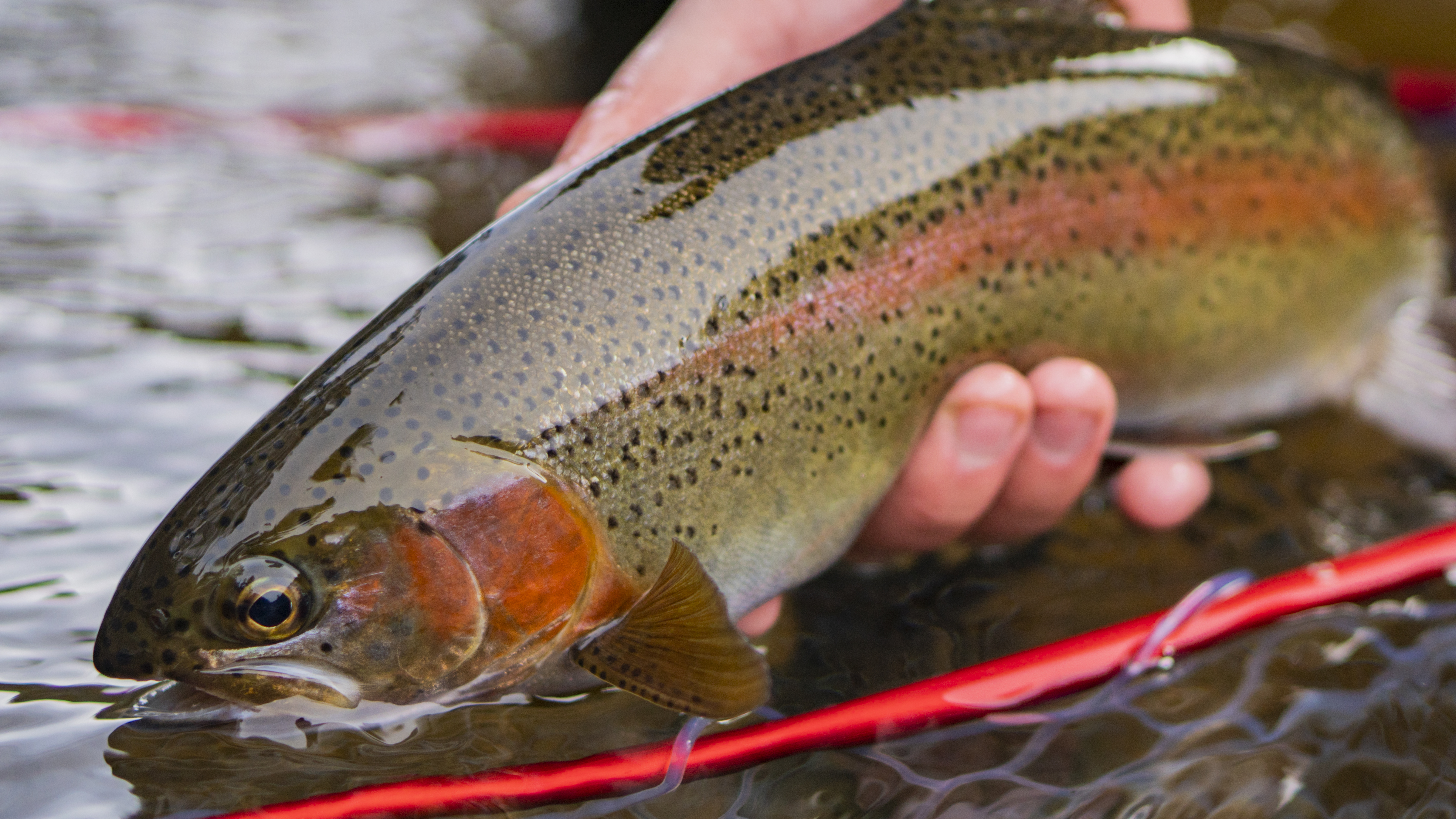 Blog - Allen Fly Fishing