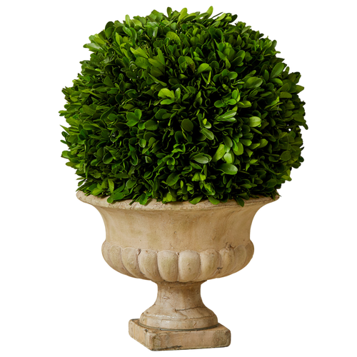 Preserved Boxwood Ball in Urn