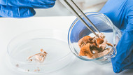 The Importance of Fungal Potency Testing