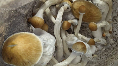  A Beginner's Guide to Mycology