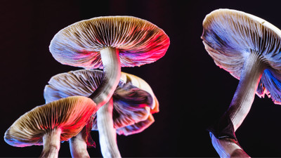 Navigating Beginner Mycology Challenges and Cultivating Success