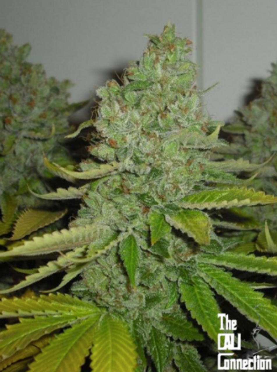 OG KUSH - cannabis seeds for sale - by Blimburn