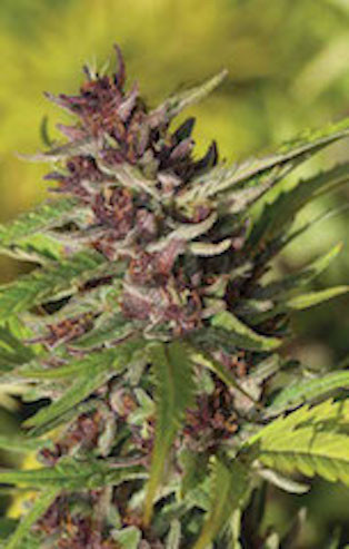 Blood Orange Amethyst Irvine Seed Company Llc Although experts are unsure of its origin, its main parent seems to be the tangie strain. blood orange amethyst