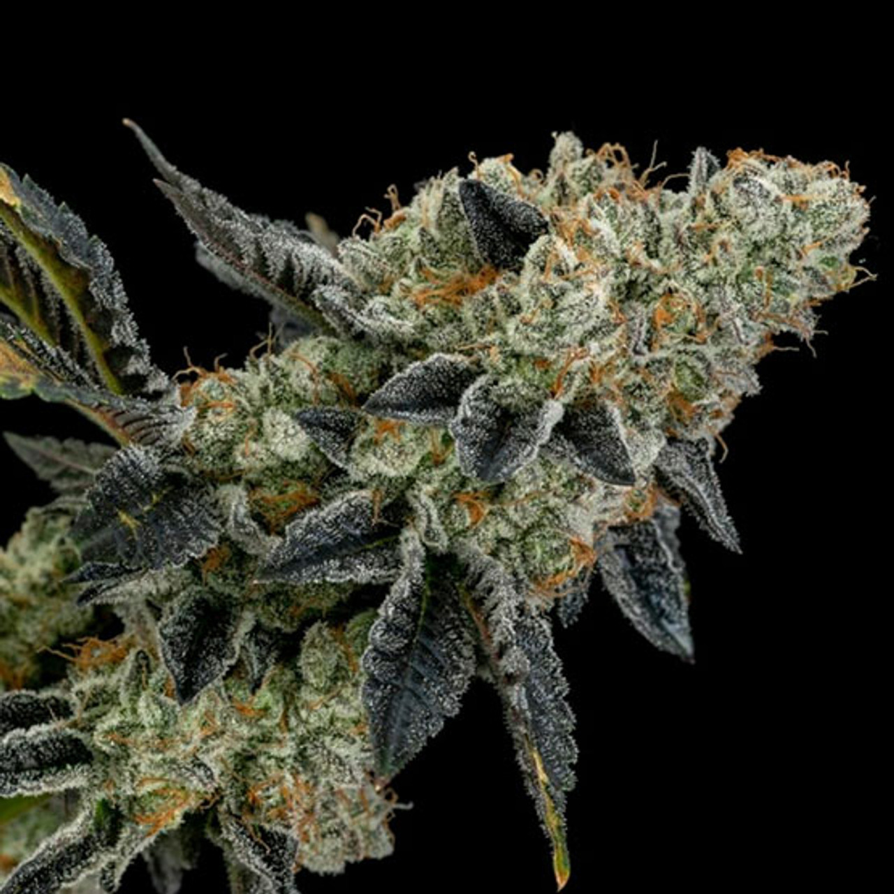 Ethos Genetics - End Game Rbx EC #4 Line (Fem) - Irvine Seed Company