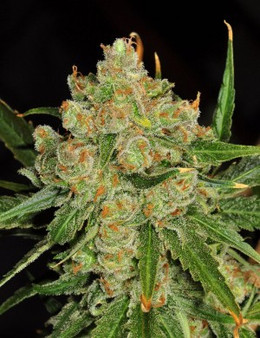 Alter Ego Genetics - Bubba Kush (Regular)