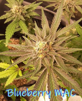 Kickflip Genetics - Blueberry MAC (Regular)