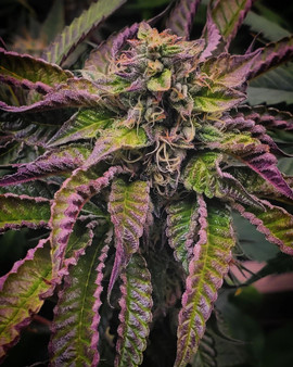Irvine Seed Company - Zebra Cake x Zkittles (Fem)