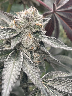 Irvine Seed Company - OC Runtz (Fem)