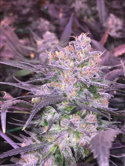 Alter Ego Genetics - Purple Diesel (Regular)