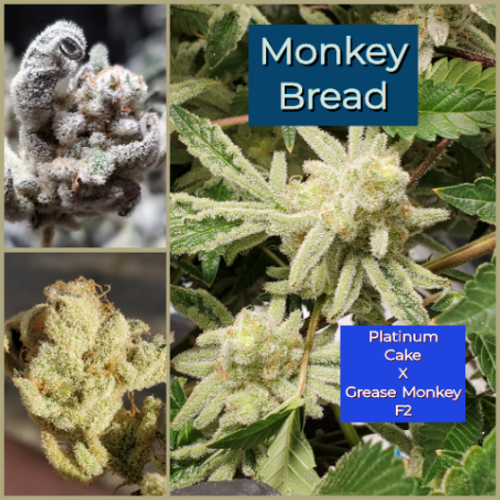A.B.Seed Company - Monkey Bread (Regular)