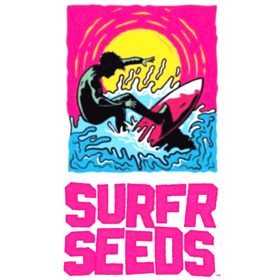 Surfr Seeds - Sunkissed (Regular)