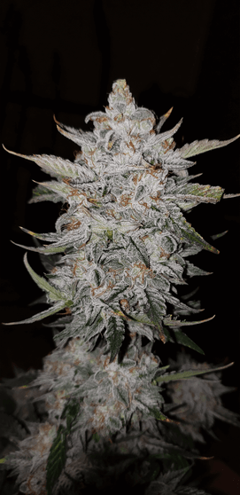 Mephisto Genetics - Forum Stomper (Auto)