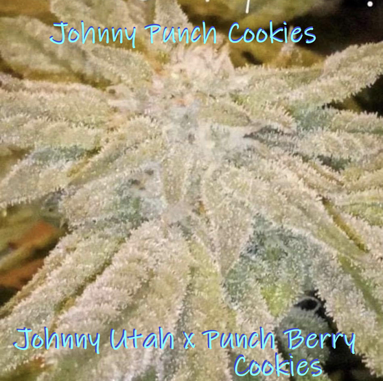 Kickflip Genetics - Johnny Punch Cookies (Regular)