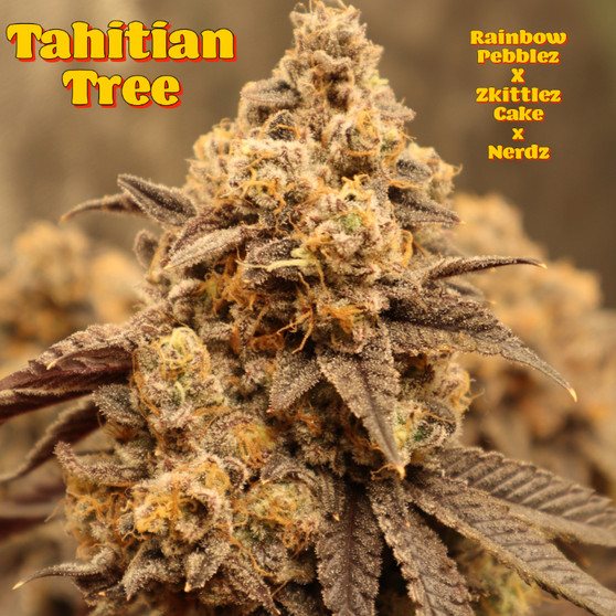 A.B.Seed Company - Tahitian Tree (Regular)