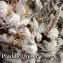 A.B.Seed Company - Pladdy Quake (Regular)