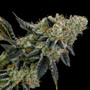 Ethos Genetics - End Game Rbx EC #4 Line (Fem)