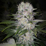 Ethos Genetics - Skunk Hero Rbx1 (Fem)