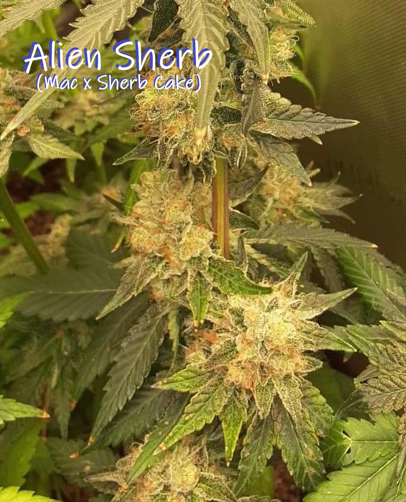 Alien Kush Feminized Marijuana Seeds - The Seed Pharm