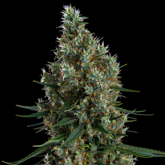 Ethos Genetics - Zweet Inzanity Rbx (Fem) - Irvine Seed Company