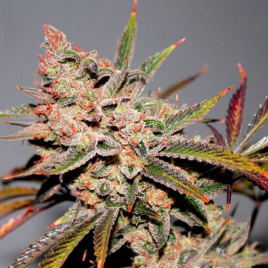 Duke Diamond's Vault – Strawberry Diesel x C99 {FEM} [10pk], Free Seed  With Every Order