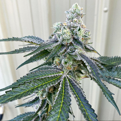 Exotic Genetix -THE WOAH (Regular) - Irvine Seed Company Exotic Genetix -THE WOAH (Regular) - Irvine Seed Company
