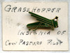 ID'd Extremely Rare Early WWII USAC Grasshopper Squadron Badge