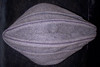 WWII Luftwaffe EM Overseas Cap with Black Engineer Piping