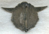 BEING RESEARCHED - French Aviation Co. (?) Badge by Chobillon "Aé CO" - NOT FOR SALE UNTIL IDed