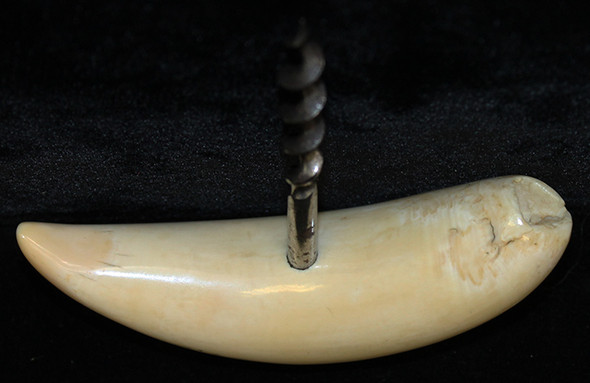 Wonderful, Late 19th Century Sperm Whale Tooth Corkscrew