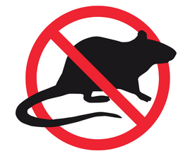 5 Simple Steps to Reduce Rat Infestations in NYC.