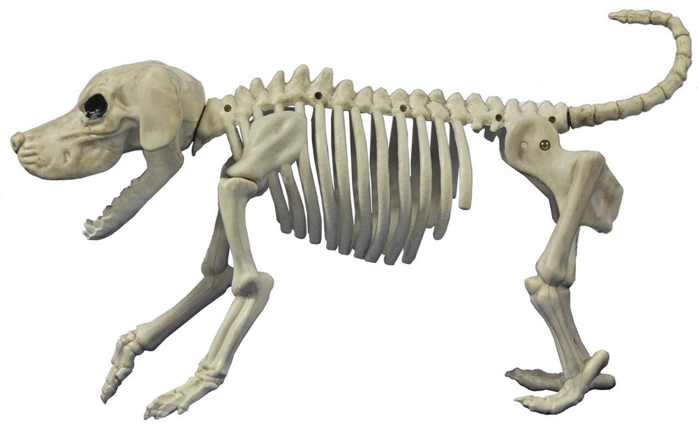 Seasons USA Seasons USA Beagle Bonez