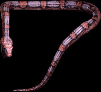 Distortions Distortions Giant Snake