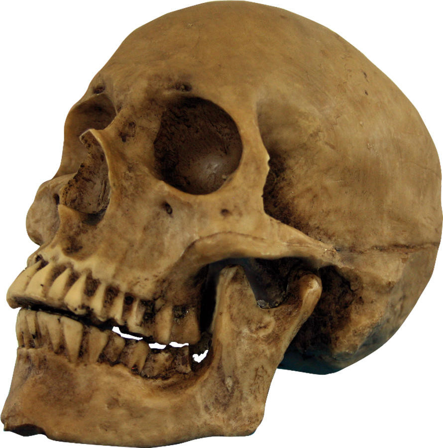Ghoulish Ghoulish Skull Resin Cranium