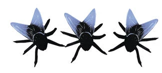 Morris Costumes Morris Costumes Fly Joke - Pack of 6