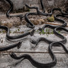 Bag Of Snakes