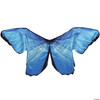Wings Blue Morph
