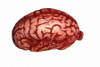 Morris Costumes Morris Costumes Latex Brain Latex