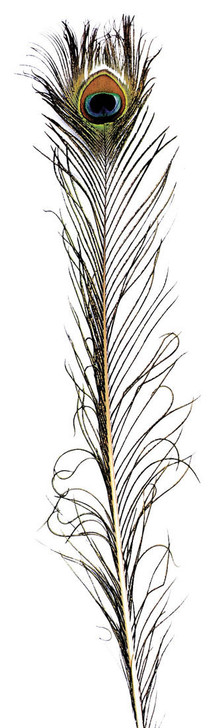 American Plume American Plume Peacock Feather
