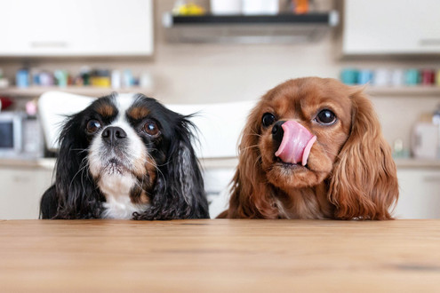 How to Transition Your Dog to Fresh4Dogs Raw Food – The Right Way!