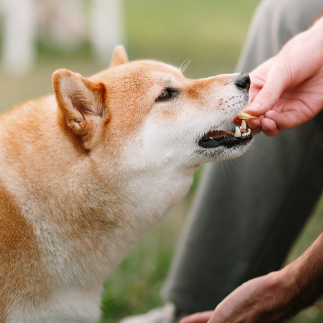 FlexiPaws - Complete