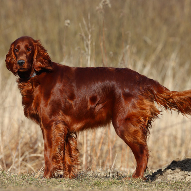 ShinyCoat - Complete