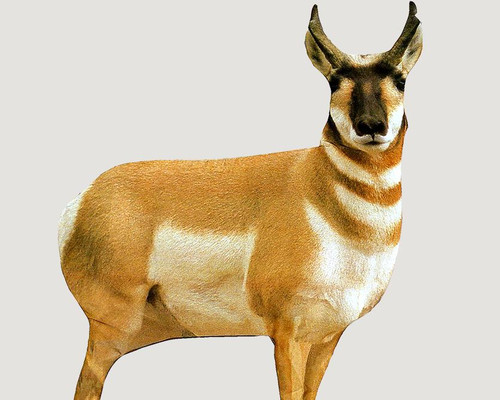 Montana Decoy Co Antelope Buck Hunting Decoy