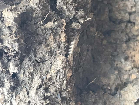 Head Scratching Metal Detecting Find