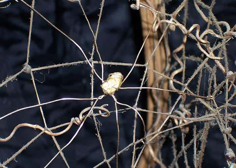 White's GMT Metal Detector  Finds Gold Nugget