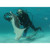 Scuba diver holding Fisher CZ-21 Metal Detector with 8" Search Coil petting a mantaray under water