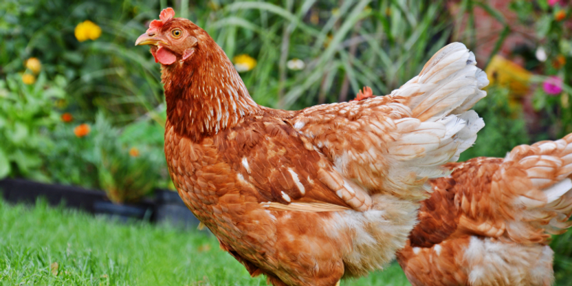 Organise your backyard chicken coop like a pro Organise your backyard chicken coop like a pro