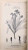 Flora Hawaiiensis: New Illustrated Flora of the Hawaiian Islands Bks 1-4 Deneger