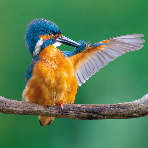 NEW Wildlife Trust Collection
