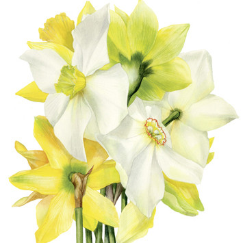 Blank Spring  Art Cards (unbagged)